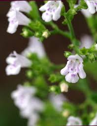 nepitella calamintha nepeta samen
