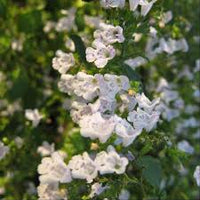 nepitella calamintha nepeta samen
