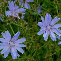 chicory samen coffee chicory cichorium intybus