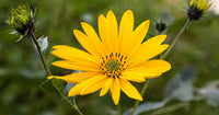 jerusalem artichoke sunchoke helianthus tuberosus yellow sunflower root vegetable samen