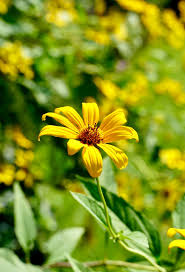 jerusalem artichoke sunchoke helianthus tuberosus yellow sunflower root vegetable samen