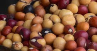 kaufen brown vigna subterranea pflanze samen pflanzung Stück, 100 Stück
