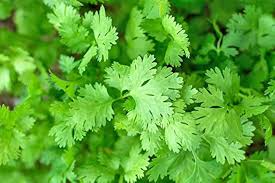 kaufen coriander vegetables samen light green für pflanzung Stück, 100 Stück