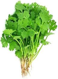 kaufen coriander vegetables samen light green für pflanzung Stück, 100 Stück