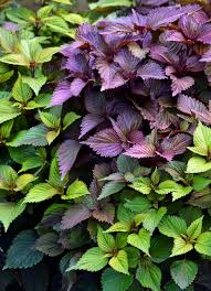 kaufen purple leaf perilla vegetable samen für pflanzung Stück, 100 Stück