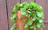 kaufen centella asiatica pflanze samen für pflanzung Stück, 100 Stück