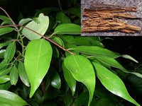 kaufen cinnamon pflanze pflanzung samen pack Stück, 100 Stück