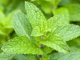 kaufen mentha piperita vegetable pflanzung samen Stück, 100 Stück