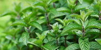 kaufen mentha piperita vegetable pflanzung samen Stück, 100 Stück