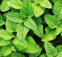 kaufen mentha piperita vegetable pflanzung samen Stück, 100 Stück