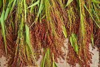 kaufen broom sorghum pflanze pflanzung samen collection Stück, 100 Stück