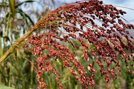 kaufen broom sorghum pflanze pflanzung samen collection Stück, 100 Stück
