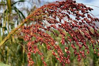 kaufen broom sorghum pflanze pflanzung samen collection Stück, 100 Stück