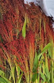 kaufen broom sorghum pflanze pflanzung samen collection Stück, 100 Stück
