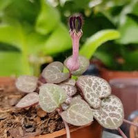 kaufen ceropegia pflanze pflanzung samen collection Stück, 100 Stück