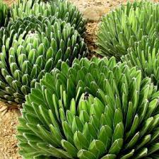 kaufen green agave victoriae pflanze pflanzung samen Stück, 100 Stück