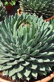 kaufen green agave victoriae pflanze pflanzung samen Stück, 100 Stück