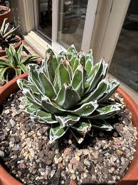 kaufen green agave victoriae pflanze pflanzung samen Stück, 100 Stück