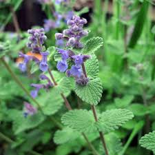 kaufen green cat mint vegetable samen pflanzung tips Stück, 100 Stück