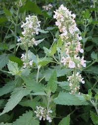 kaufen green catnip vegetable samen pflanzung tips Stück, 100 Stück