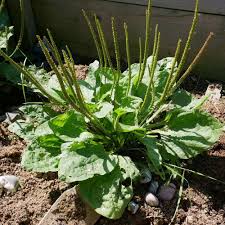 kaufen green plantago major vegetable samen pflanzung tips Stück, 100 Stück