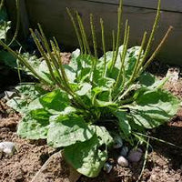 kaufen green plantago major vegetable samen pflanzung tips Stück, 100 Stück