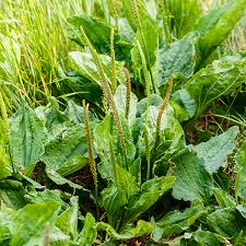 kaufen green plantago major vegetable samen pflanzung tips Stück, 100 Stück