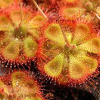 kaufen yellow red sundew pflanze samen pflanzung tips Stück, 100 Stück