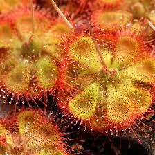 kaufen yellow red sundew pflanze samen pflanzung tips Stück, 100 Stück
