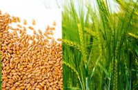 kaufen green wheat pflanze samen pflanzung guide Stück, 100 Stück