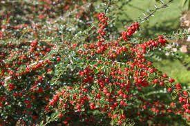 kaufen brown cotoneaster vegetable pflanzung samen Stück, 100 Stück