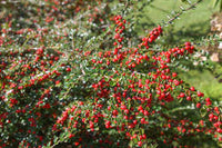 kaufen brown cotoneaster vegetable pflanzung samen Stück, 100 Stück