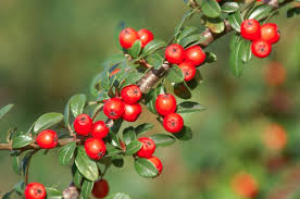 kaufen brown cotoneaster vegetable pflanzung samen Stück, 100 Stück