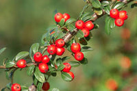kaufen brown cotoneaster vegetable pflanzung samen Stück, 100 Stück