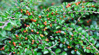 kaufen brown cotoneaster vegetable pflanzung samen Stück, 100 Stück