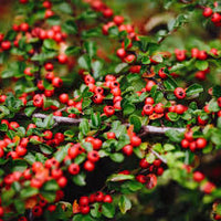 kaufen brown cotoneaster vegetable pflanzung samen Stück, 100 Stück