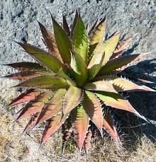 kaufen green agave kerchovei pflanze pflanzung samen Stück, 100 Stück
