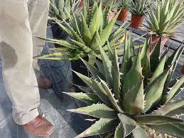 kaufen green agave kerchovei pflanze pflanzung samen Stück, 100 Stück