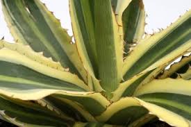 kaufen green agave kerchovei pflanze pflanzung samen Stück, 100 Stück