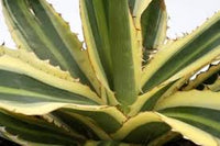 kaufen green agave kerchovei pflanze pflanzung samen Stück, 100 Stück