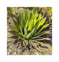 kaufen green agave kerchovei pflanze pflanzung samen Stück, 100 Stück