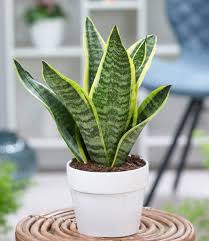 kaufen blue sansevieria pflanze pflanzung samen Stück, 100 Stück