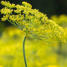 kaufen yellow dill mammoth pflanzung samen Stück, 100 Stück