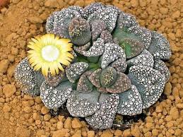 kaufen titanopsis fulleri pflanzung samen Stück, 100 Stück