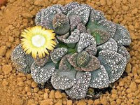 kaufen titanopsis fulleri pflanzung samen Stück, 100 Stück