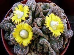 kaufen titanopsis fulleri pflanzung samen Stück, 100 Stück