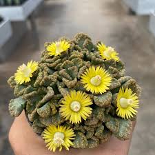 kaufen titanopsis fulleri pflanzung samen Stück, 100 Stück