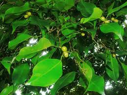 kaufen green ficus pertusa pflanzung samen Stück, 100 Stück