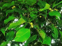 kaufen green ficus pertusa pflanzung samen Stück, 100 Stück