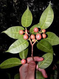 kaufen green ficus pertusa pflanzung samen Stück, 100 Stück